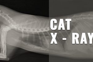 Cat X Ray