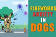 Fireworks Anxiety In Dogs