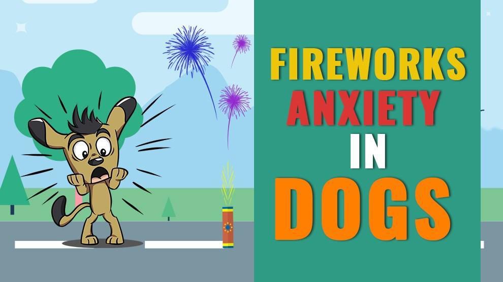 Fireworks Anxiety In Dogs