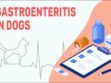 Gastroenteritis In Dogs