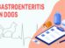 Gastroenteritis In Dogs