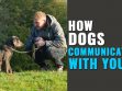 How Dogs Communicate With Humans