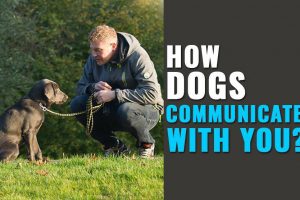 How Dogs Communicate With Humans
