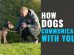 How Dogs Communicate With Humans