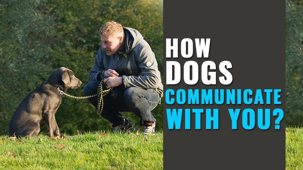 How Dogs Communicate With Humans