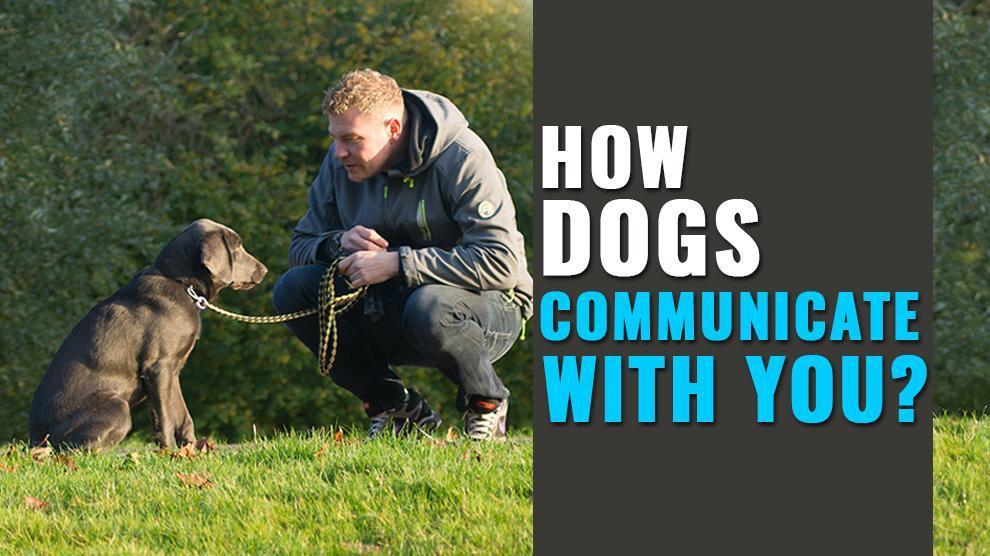 How Do Dogs Communicate With One Another