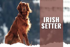 Irish Setter