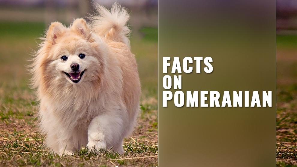 Pomeranian