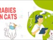 Rabies In Cats