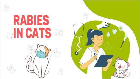 Rabies In Cats