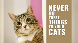 Things You Should Never Do To Your Cat
