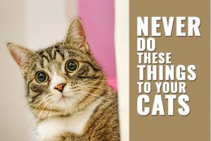 Things You Should Never Do To Your Cat