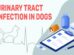 Urinary Tract Infection In Dogs