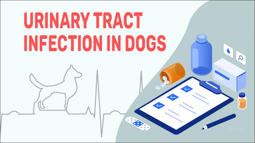 Urinary Tract Infection In Dogs