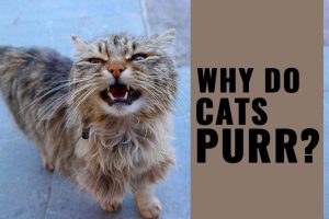 Why Do Cats Purr