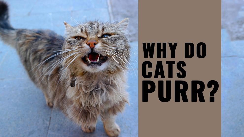 Why Do Cats Purr