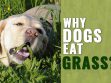 Why Dogs Eat Grass?