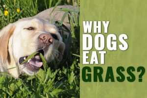 Why Dogs Eat Grass?