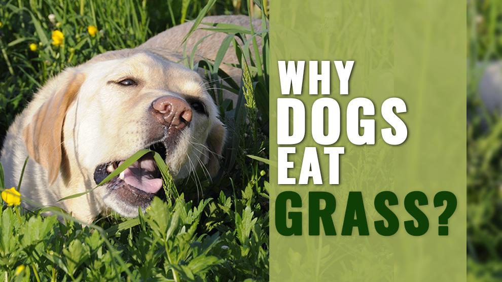 Why Dogs Eat Grass?