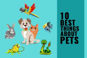 Benefits of pets