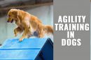 Dog Agility Training