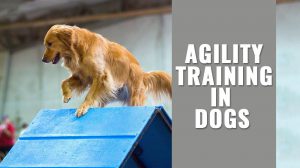 Dog Agility Training