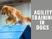 Dog Agility Training