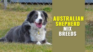 Australian Shepherd Mix