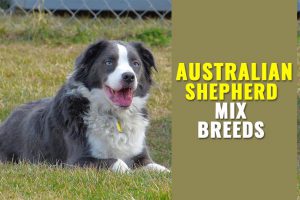 Australian Shepherd Mix