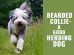 Bearded Collie