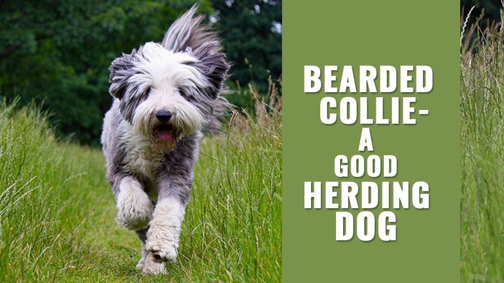 Bearded Collie