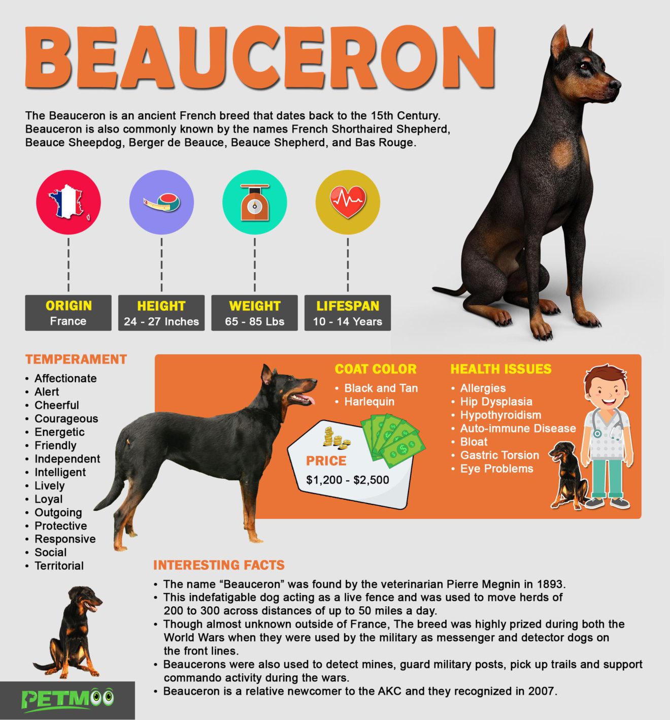 Beauceron Dog Breed Information & Training Tips Petmoo