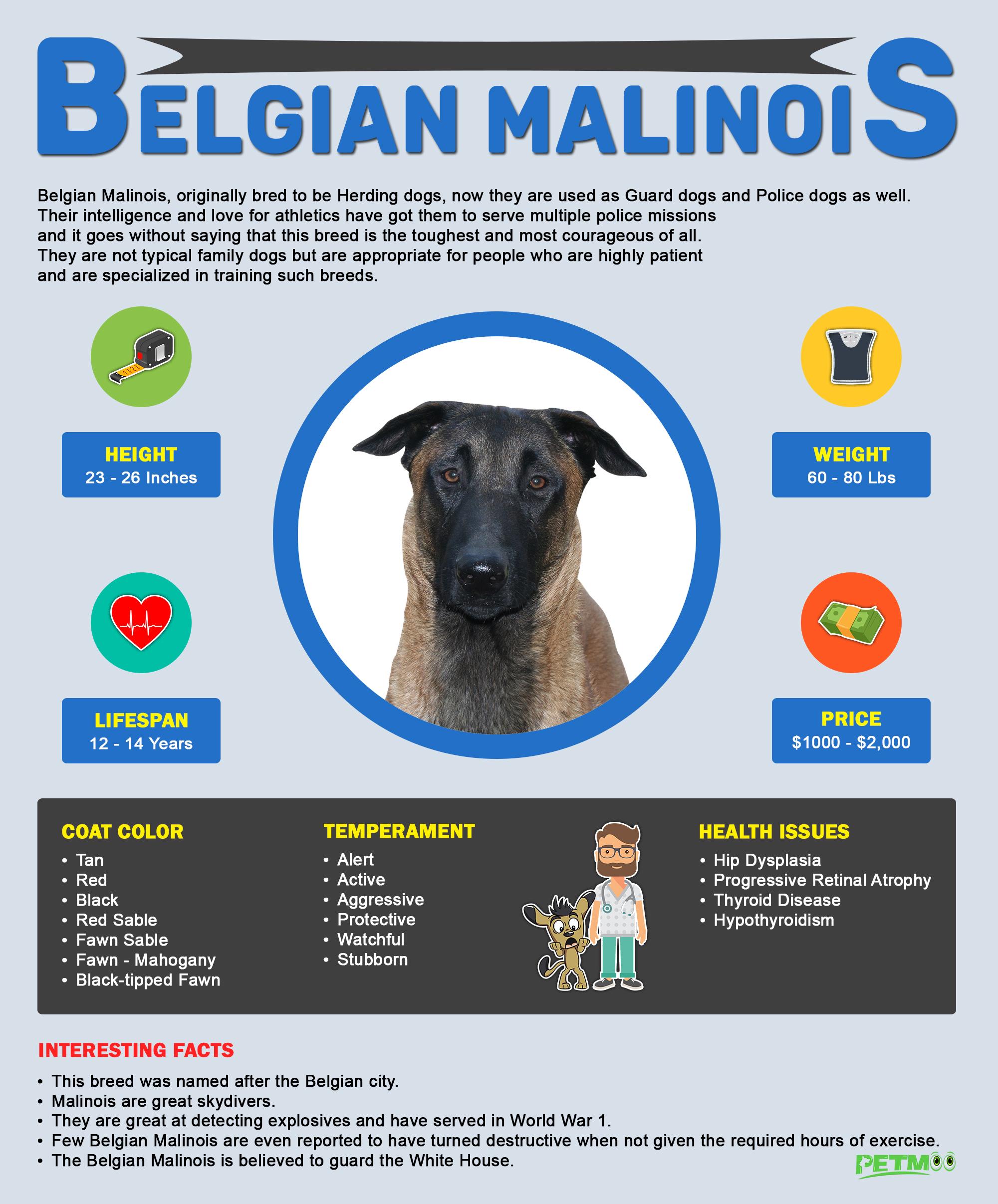 Belgian Malinois Breed Info: Pics, Puppies & Facts