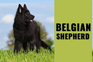 Belgian Shepherd