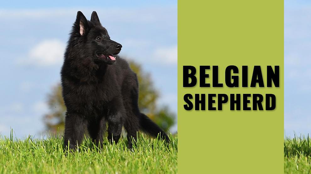 Belgian Shepherd