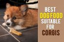 Best Dog Food For Corgis
