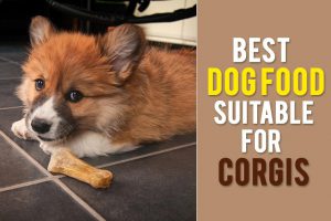 Best Dog Food For Corgis