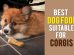 Best Dog Food For Corgis