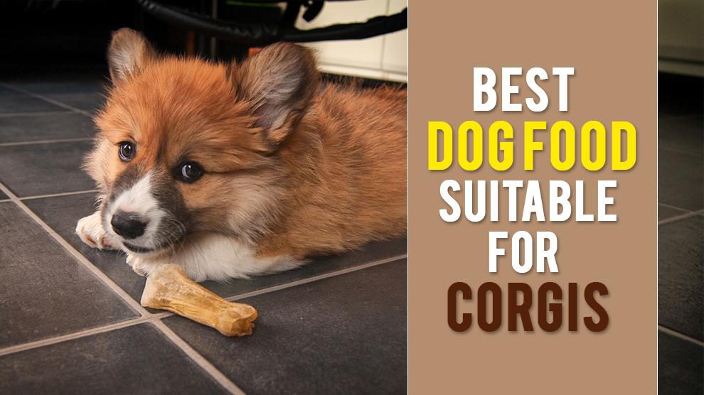 Best Dog Food For Corgis