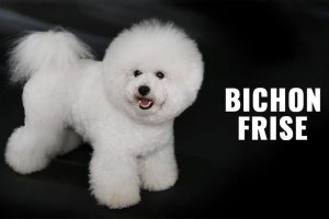 Bichon Frise