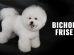 Bichon Frise