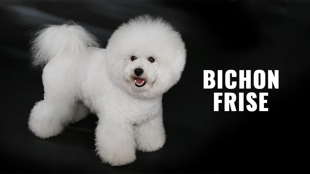 bichon frise hairy dogs