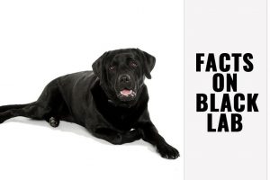 Black Lab