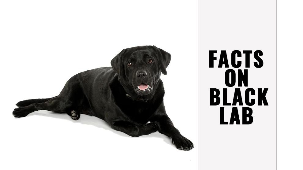 Black Lab