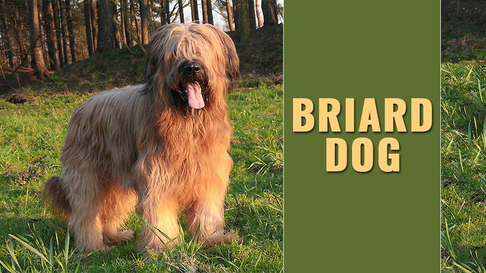 Briard Dog Breed Information And Complete Guide Petmoo