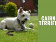 Cairn Terrier
