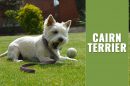 Cairn Terrier