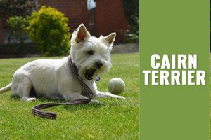 Cairn Terrier