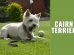 Cairn Terrier