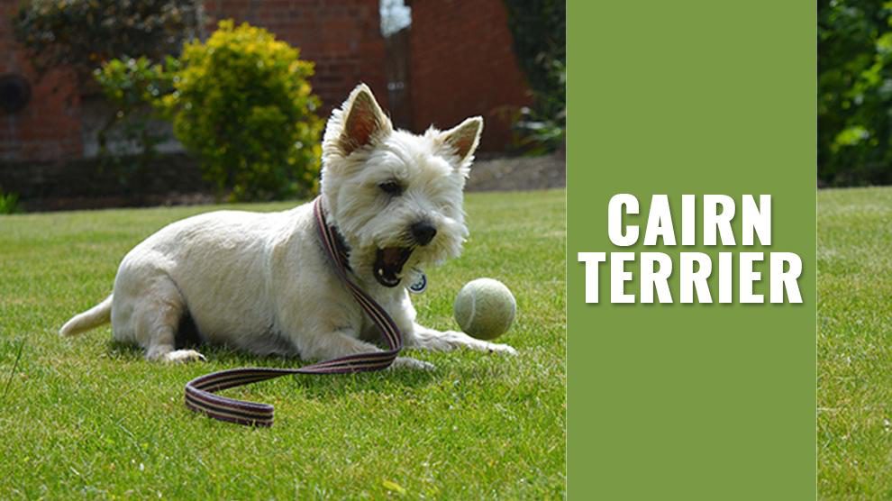 Cairn Terrier